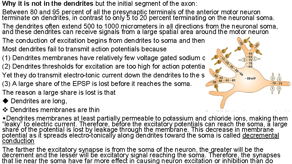 Why it is not in the dendrites but the initial segment of the axon: