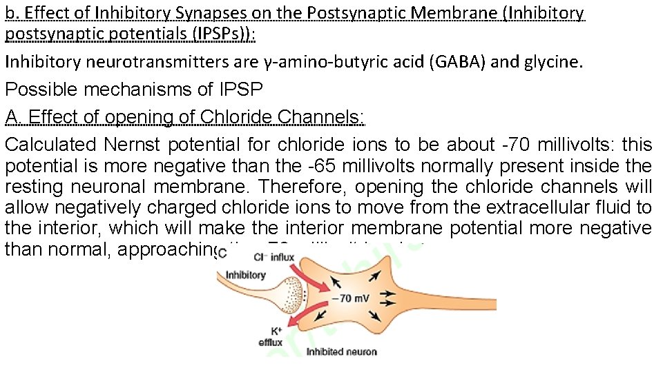 b. Effect of Inhibitory Synapses on the Postsynaptic Membrane (Inhibitory postsynaptic potentials (IPSPs)): Inhibitory