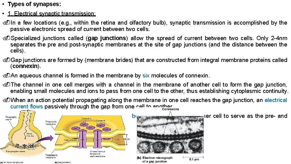  • Types of synapses: • 1. Electrical synaptic transmission: In a few locations