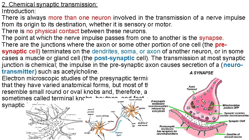 2. Chemical synaptic transmission: Introduction: There is always more than one neuron involved in