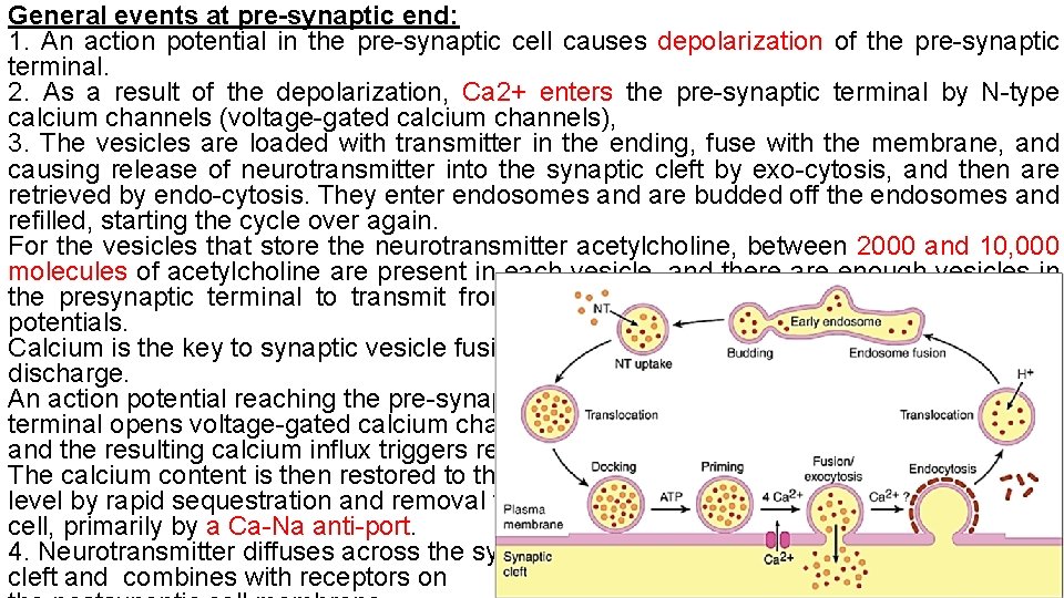 General events at pre-synaptic end: 1. An action potential in the pre-synaptic cell causes