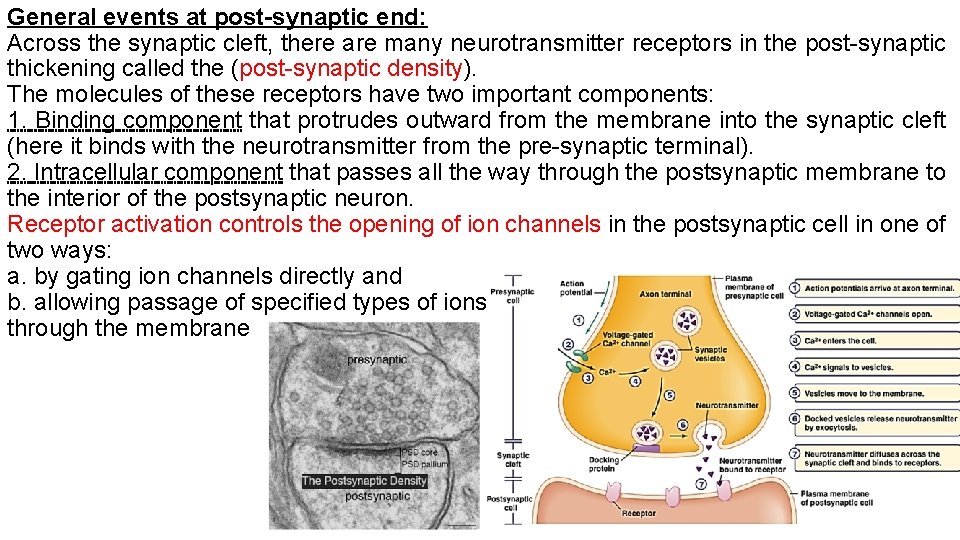 General events at post-synaptic end: Across the synaptic cleft, there are many neurotransmitter receptors