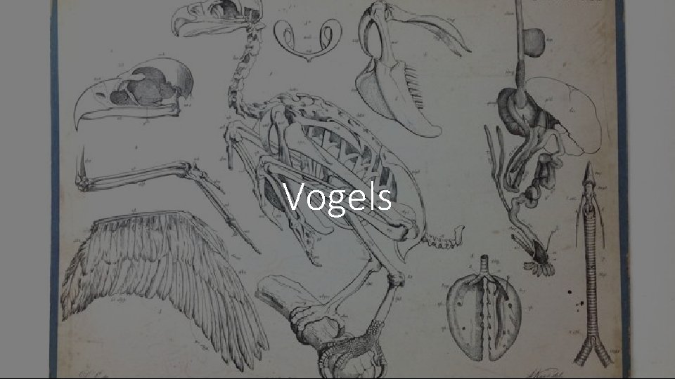 Vogels 