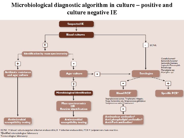 Microbiological diagnostic algorithm in culture – positive and culture negative IE 
