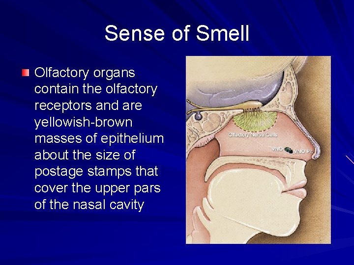 Sense of Smell Olfactory organs contain the olfactory receptors and are yellowish-brown masses of