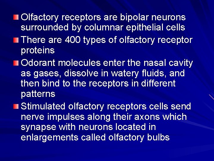 Olfactory receptors are bipolar neurons surrounded by columnar epithelial cells There are 400 types