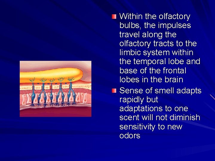 Within the olfactory bulbs, the impulses travel along the olfactory tracts to the limbic