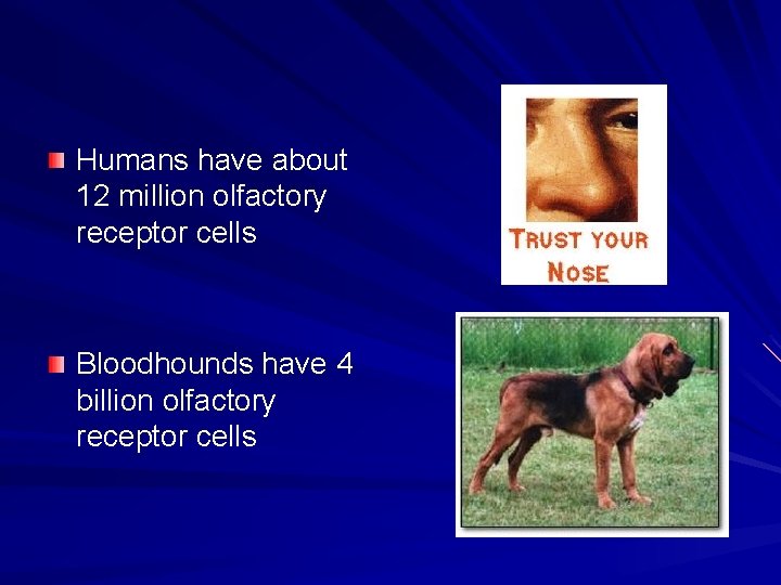Humans have about 12 million olfactory receptor cells Bloodhounds have 4 billion olfactory receptor