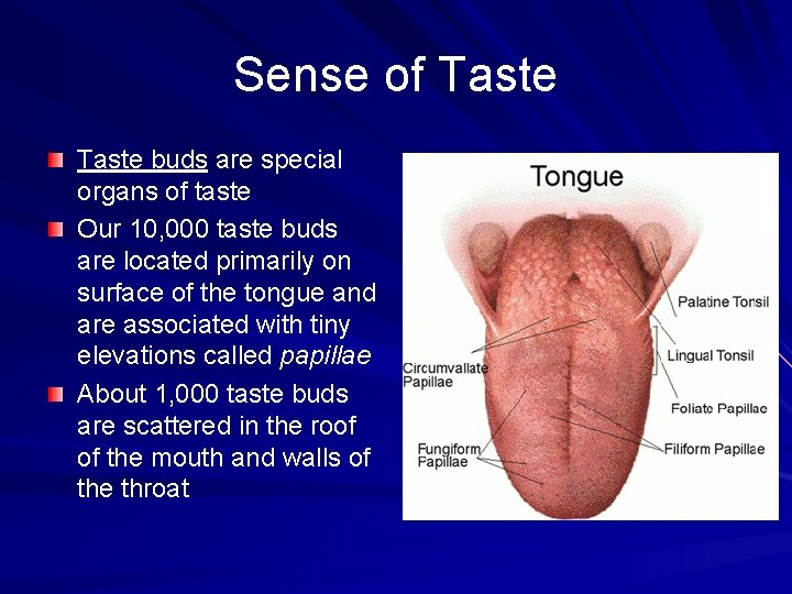 Sense of Taste buds are special organs of taste Our 10, 000 taste buds
