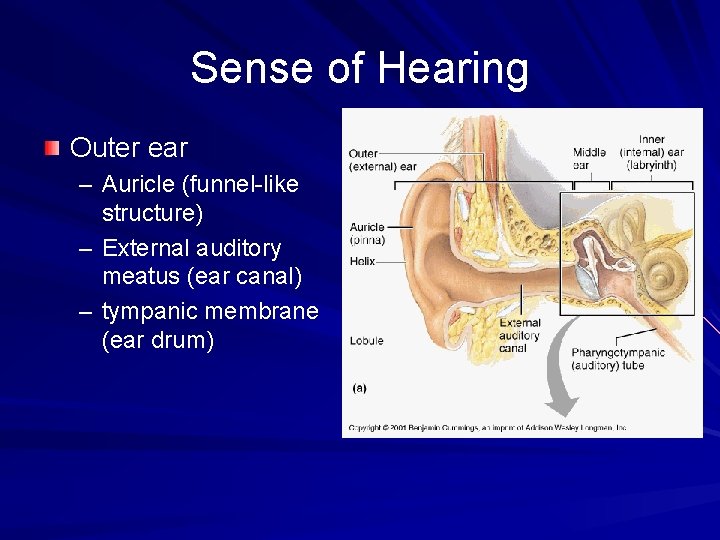 Sense of Hearing Outer ear – Auricle (funnel-like structure) – External auditory meatus (ear