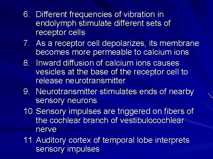 6. Different frequencies of vibration in endolymph stimulate different sets of receptor cells 7.