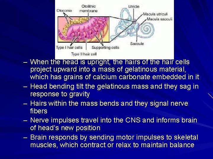 – When the head is upright, the hairs of the hair cells project upward