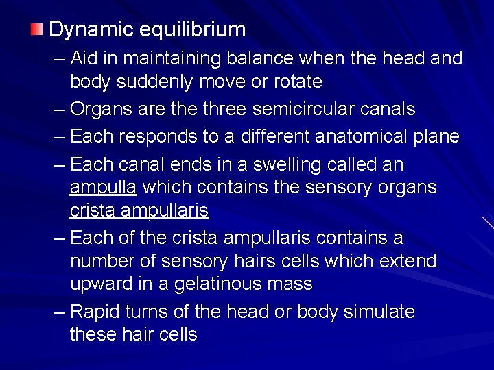 Dynamic equilibrium – Aid in maintaining balance when the head and body suddenly move
