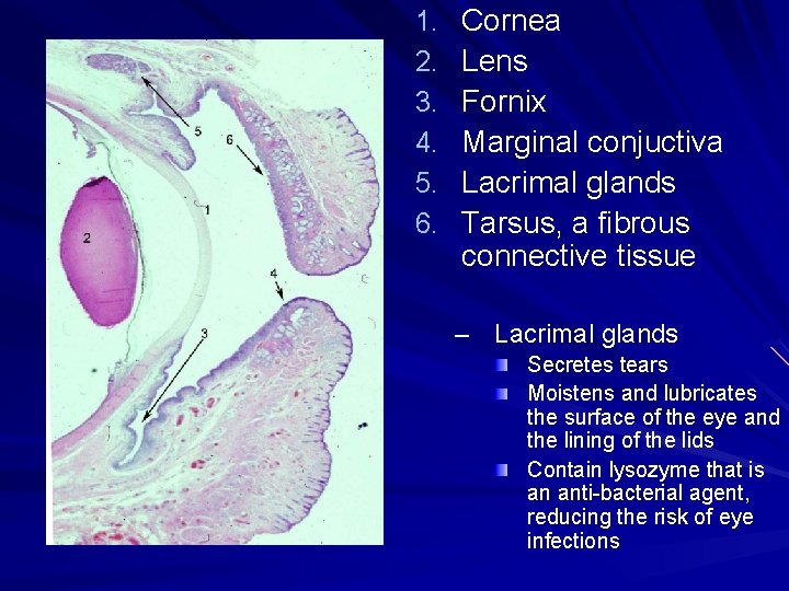 1. 2. 3. 4. 5. 6. Cornea Lens Fornix Marginal conjuctiva Lacrimal glands Tarsus,