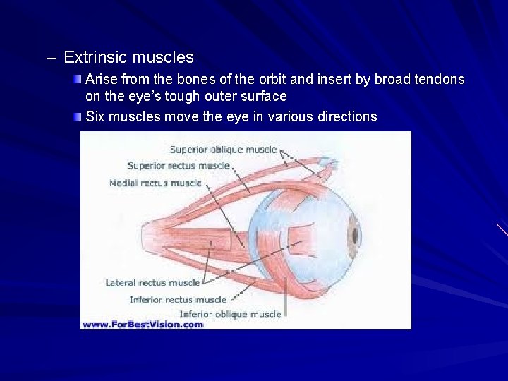 – Extrinsic muscles Arise from the bones of the orbit and insert by broad