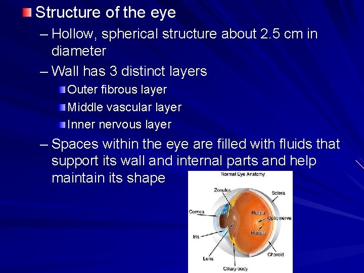 Structure of the eye – Hollow, spherical structure about 2. 5 cm in diameter