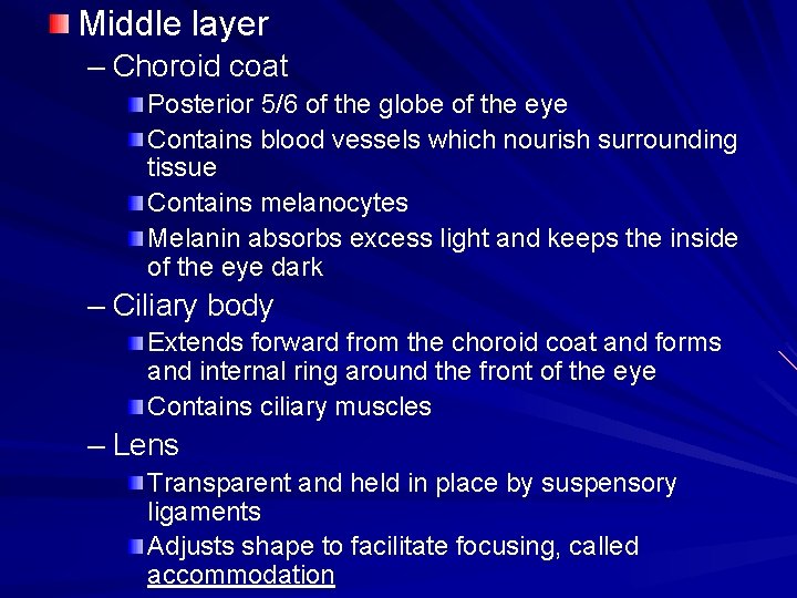 Middle layer – Choroid coat Posterior 5/6 of the globe of the eye Contains