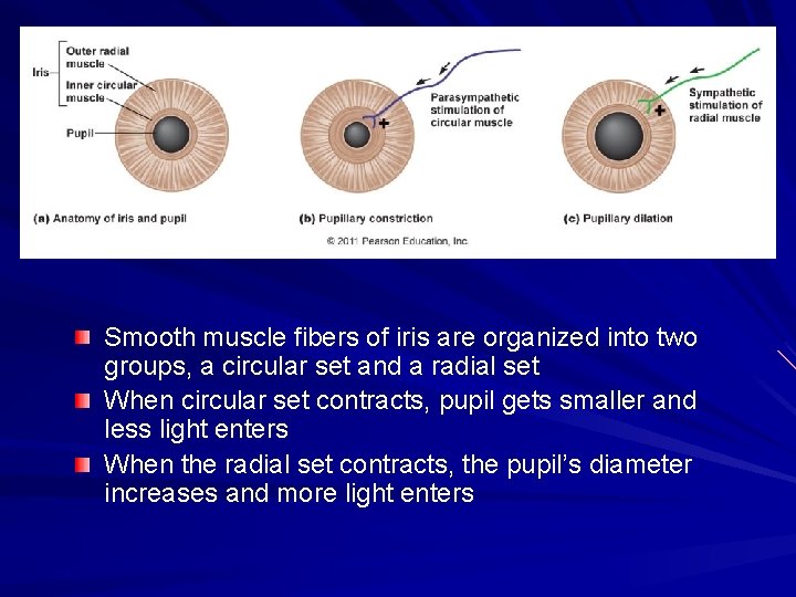 Smooth muscle fibers of iris are organized into two groups, a circular set and