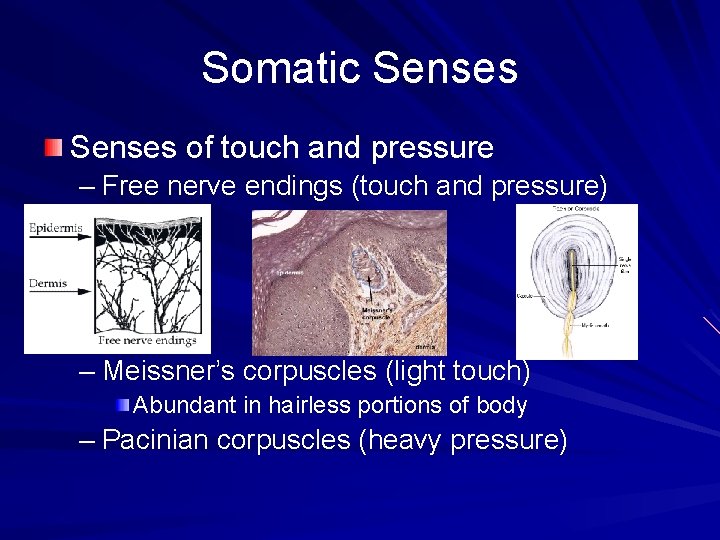 Somatic Senses of touch and pressure – Free nerve endings (touch and pressure) –