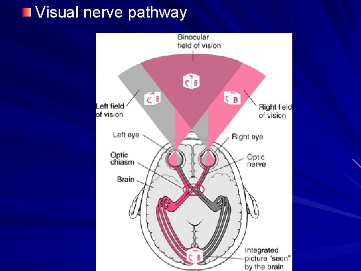 Visual nerve pathway 