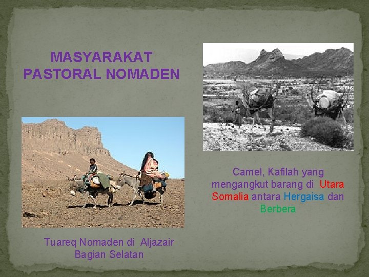 MASYARAKAT PASTORAL NOMADEN Camel, Kafilah yang mengangkut barang di Utara Somalia antara Hergaisa dan