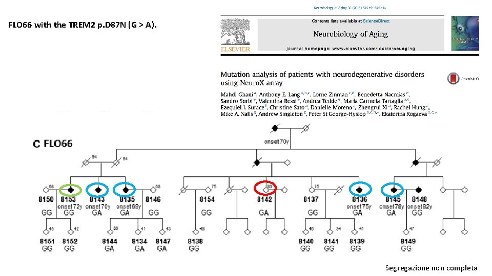 FLO 66 with the TREM 2 p. D 87 N (G > A). Segregazione
