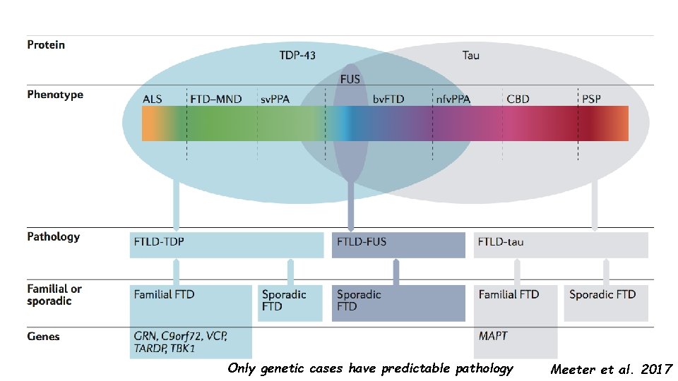 Only genetic cases have predictable pathology Meeter et al. 2017 