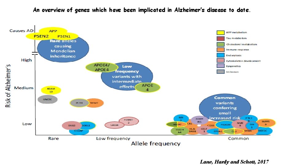 An overview of genes which have been implicated in Alzheimer’s disease to date. Lane,