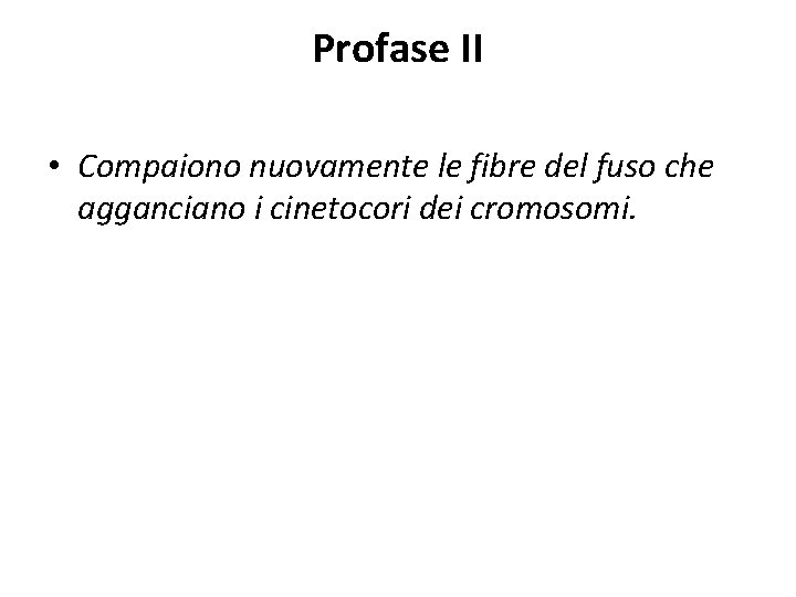 Profase II • Compaiono nuovamente le fibre del fuso che agganciano i cinetocori dei