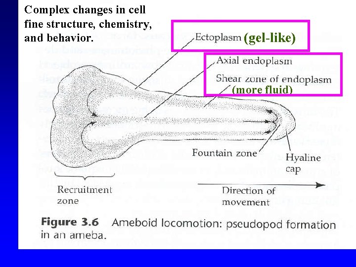 Complex changes in cell fine structure, chemistry, and behavior. (gel-like) (more fluid) 