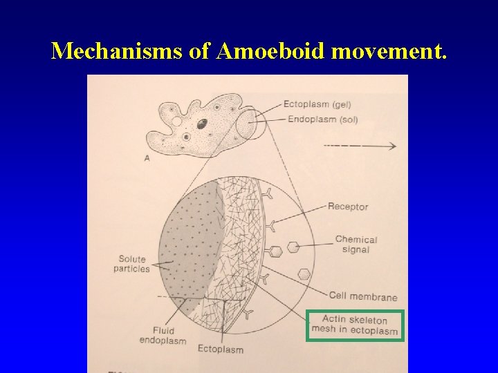 Mechanisms of Amoeboid movement. 