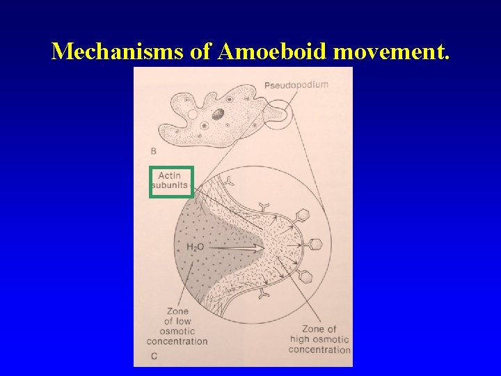 Mechanisms of Amoeboid movement. 