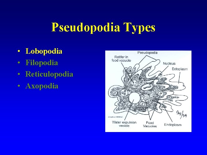 Pseudopodia Types • • Lobopodia Filopodia Reticulopodia Axopodia 