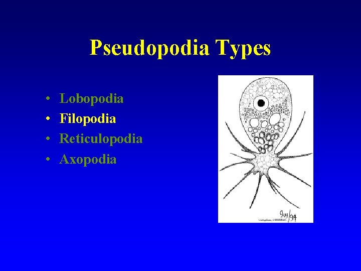 Pseudopodia Types • • Lobopodia Filopodia Reticulopodia Axopodia 