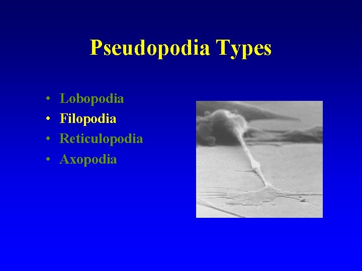 Pseudopodia Types • • Lobopodia Filopodia Reticulopodia Axopodia 