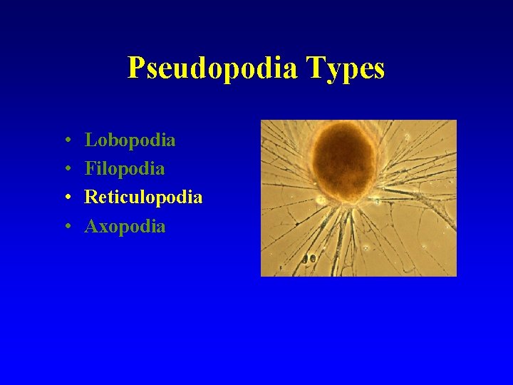 Pseudopodia Types • • Lobopodia Filopodia Reticulopodia Axopodia 