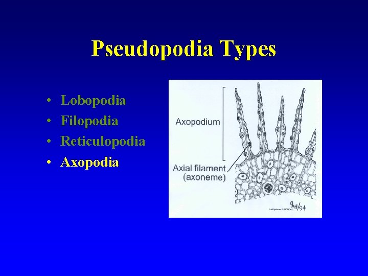 Pseudopodia Types • • Lobopodia Filopodia Reticulopodia Axopodia 