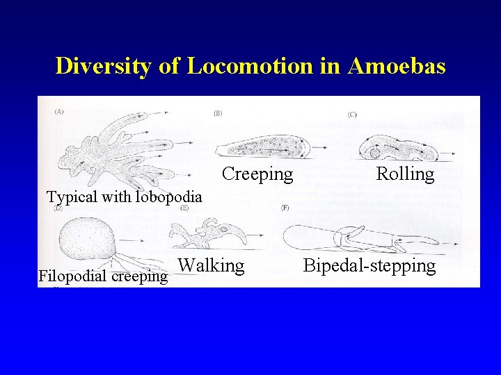 Diversity of Locomotion in Amoebas Creeping Rolling Typical with lobopodia Filopodial creeping Walking Bipedal-stepping