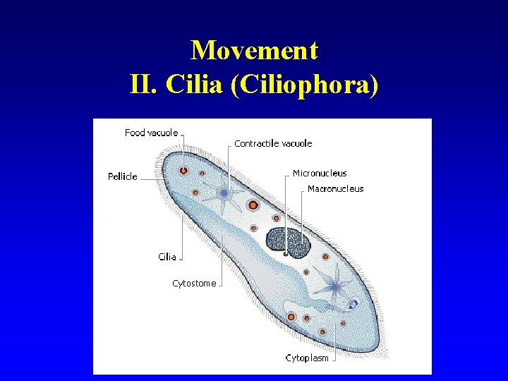 Movement II. Cilia (Ciliophora) 