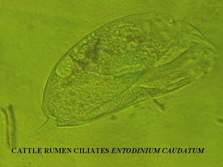 CATTLE RUMEN CILIATES ENTODINIUM CAUDATUM 