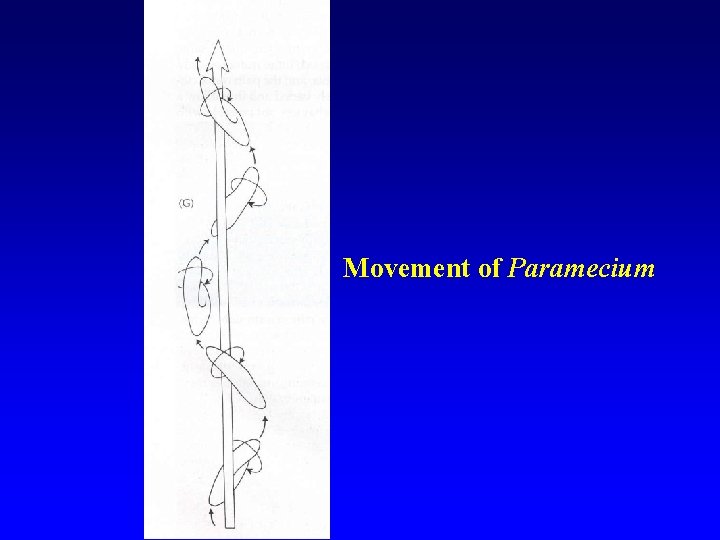 Movement of Paramecium 