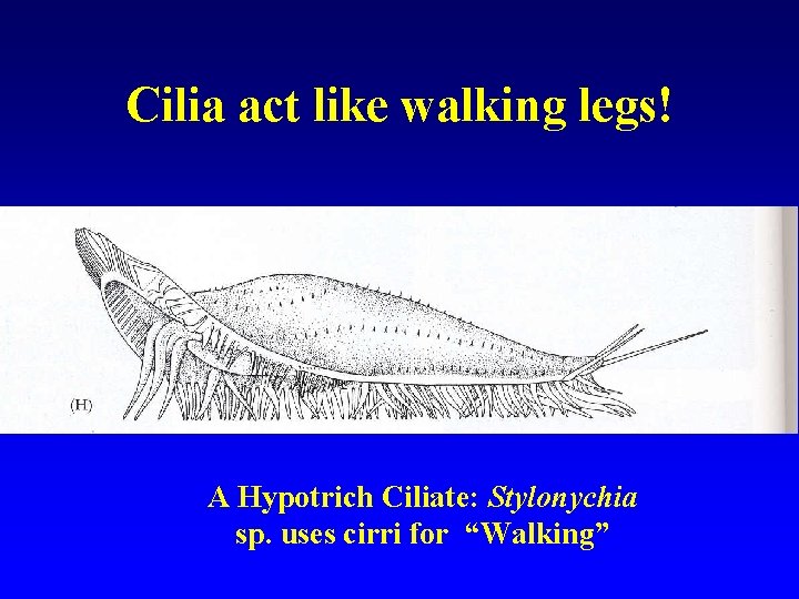 Cilia act like walking legs! A Hypotrich Ciliate: Stylonychia sp. uses cirri for “Walking” Cilia act like walking legs! A Hypotrich Ciliate: Stylonychia sp. uses cirri for “Walking”