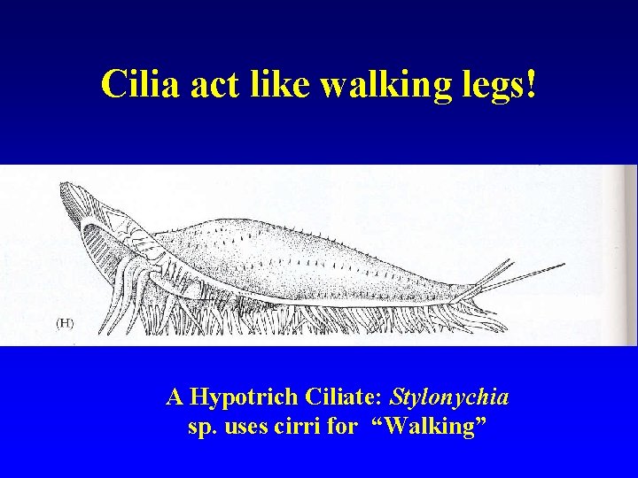 Cilia act like walking legs! A Hypotrich Ciliate: Stylonychia sp. uses cirri for “Walking”