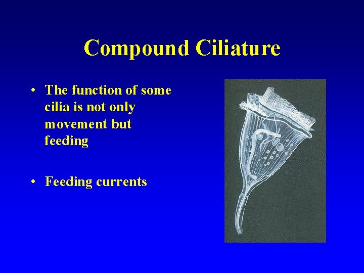 Compound Ciliature • The function of some cilia is not only movement but feeding