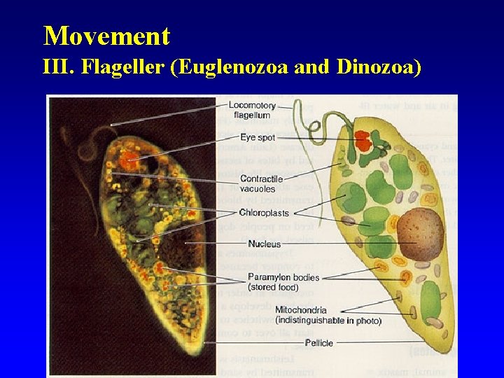 Movement III. Flageller (Euglenozoa and Dinozoa) 