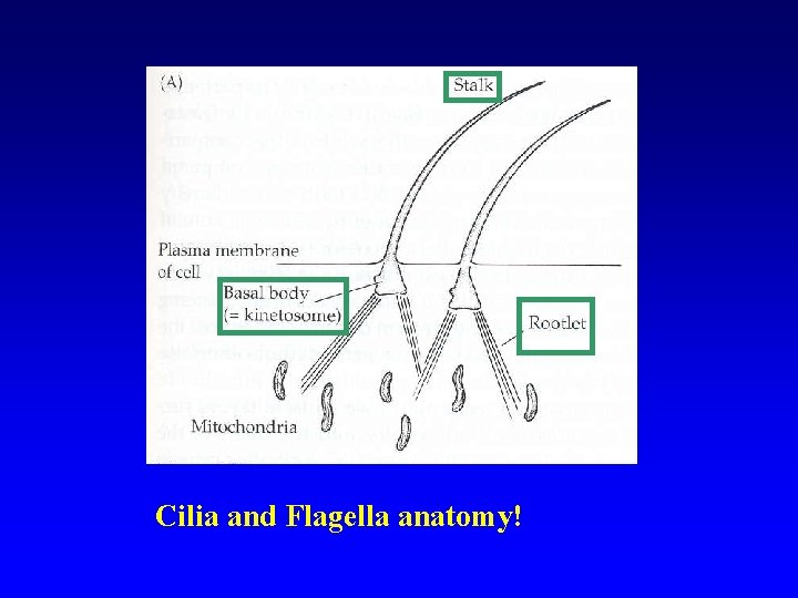 Cilia and Flagella anatomy! 