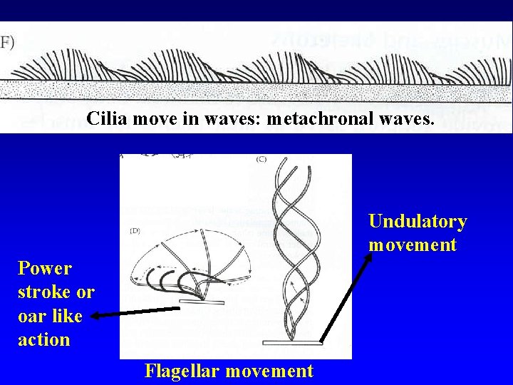 Cilia move in waves: metachronal waves. Undulatory movement Power stroke or oar like action