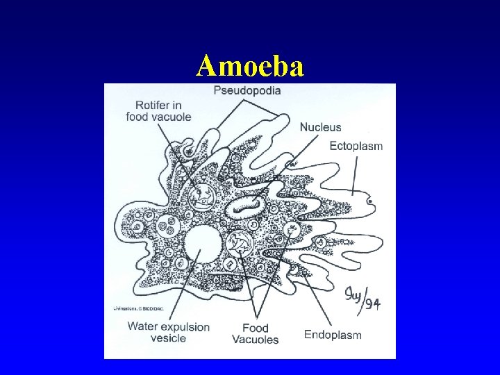 Amoeba 