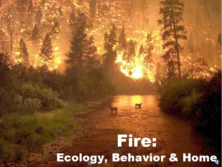 Fire: Ecology, Behavior & Home 