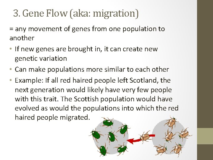 3. Gene Flow (aka: migration) = any movement of genes from one population to